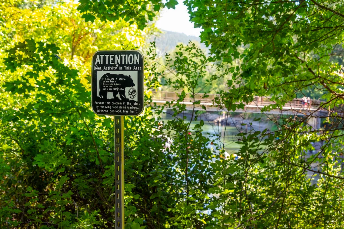 bear attack washington