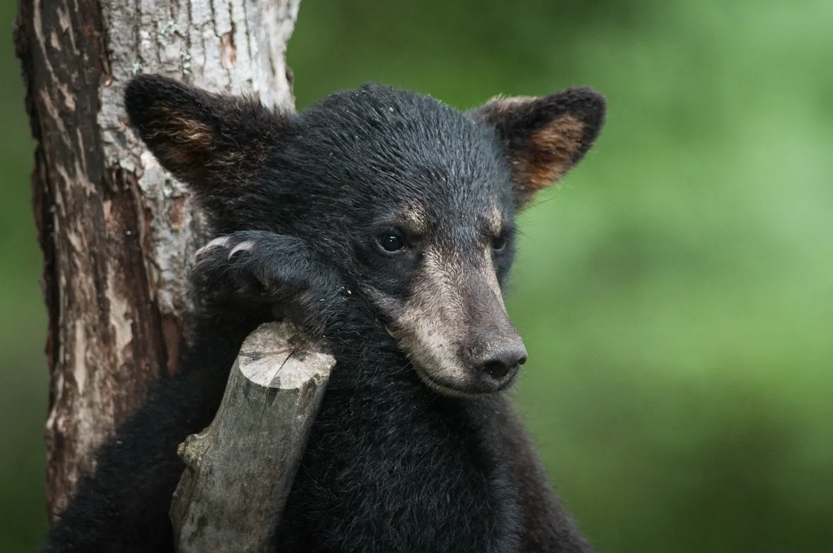 baby bears porch