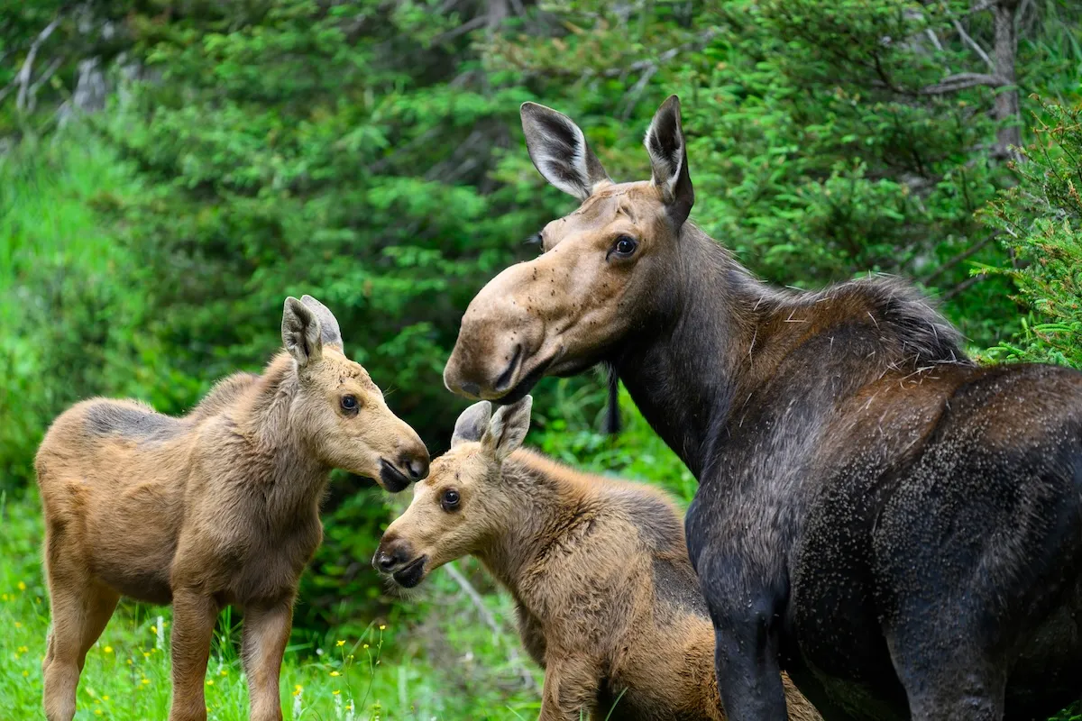 moose triplets