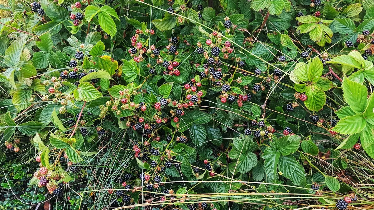 teen trapped blackberry bushes