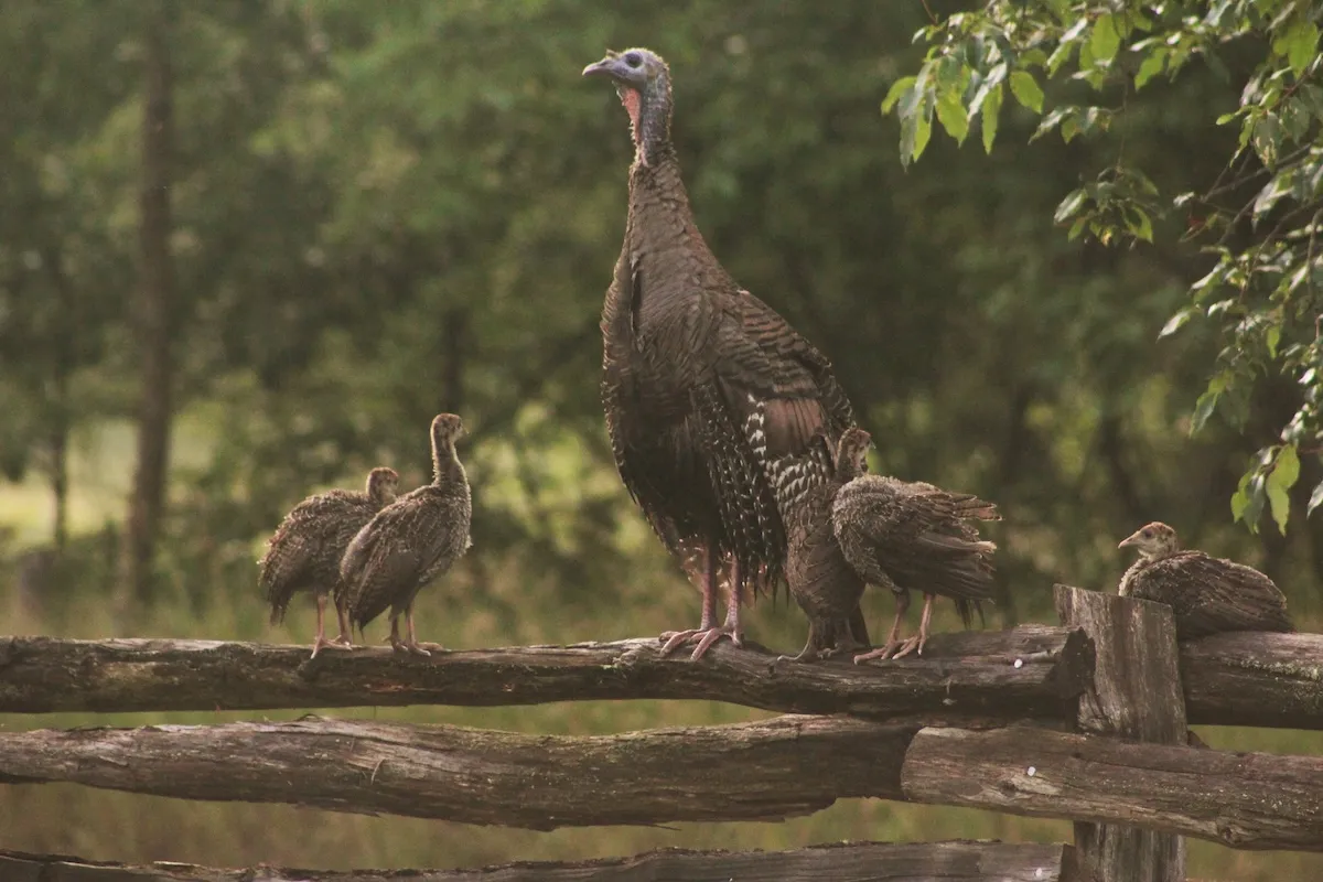 wild turkey umbrella