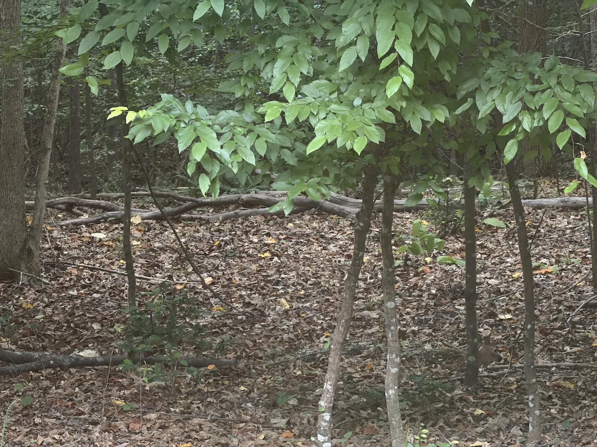 find the fawn