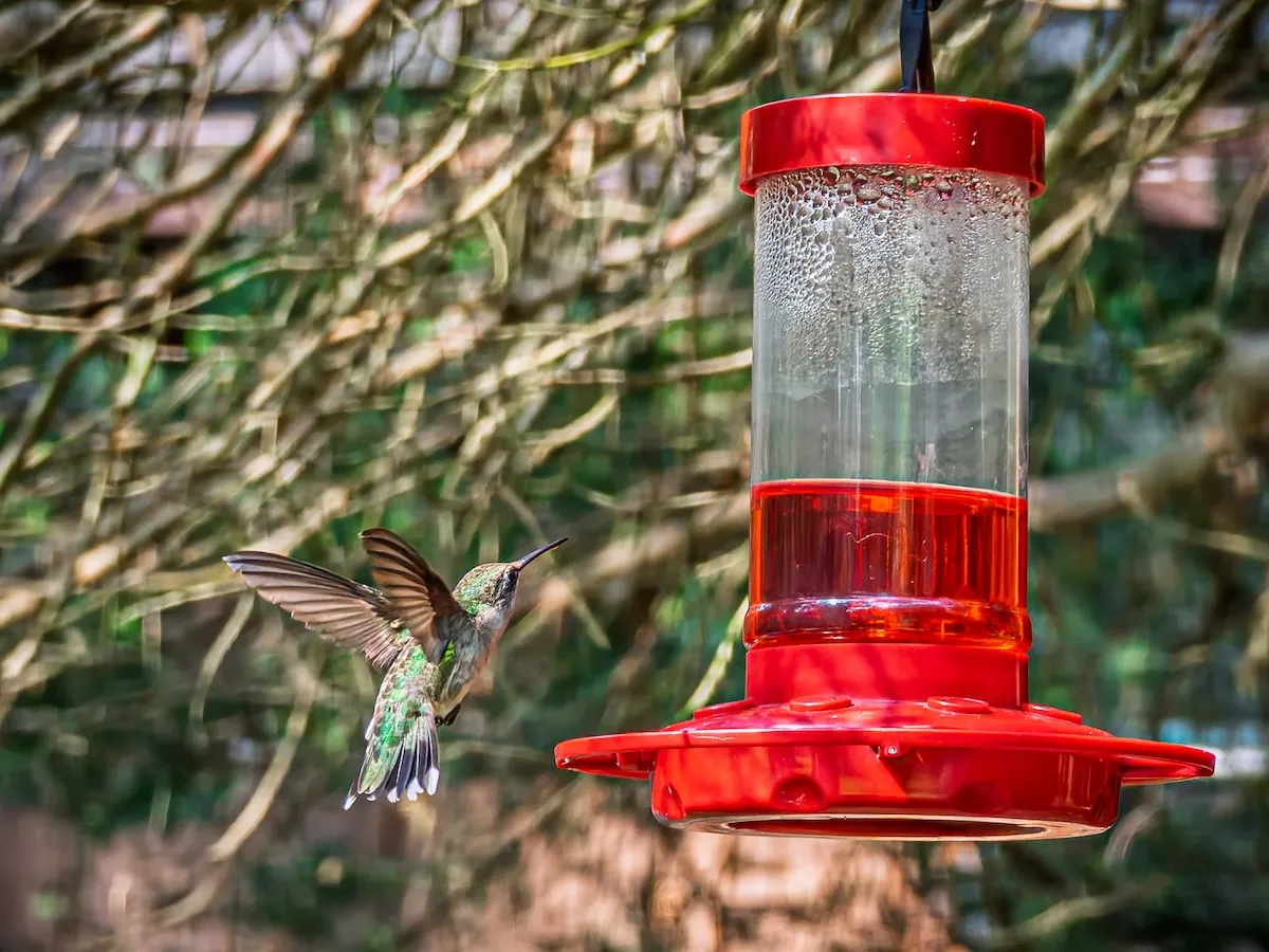 Bear Thoroughly Enjoys Nectar From Hummingbird Feeder (Video)