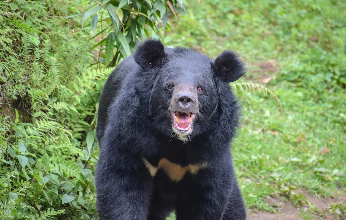 WATCH: Aggressive Bear Chases Man in Japan