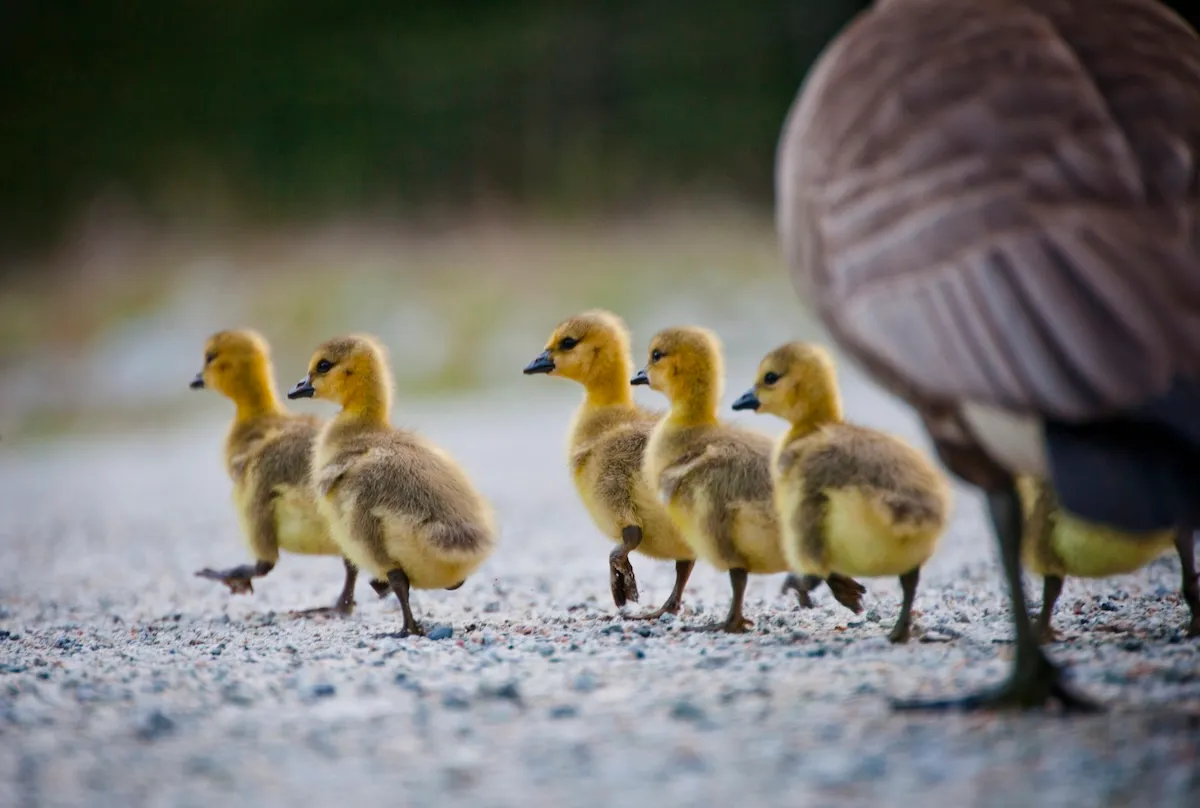 Police Officers and Good Samaritans Save Family of Geese