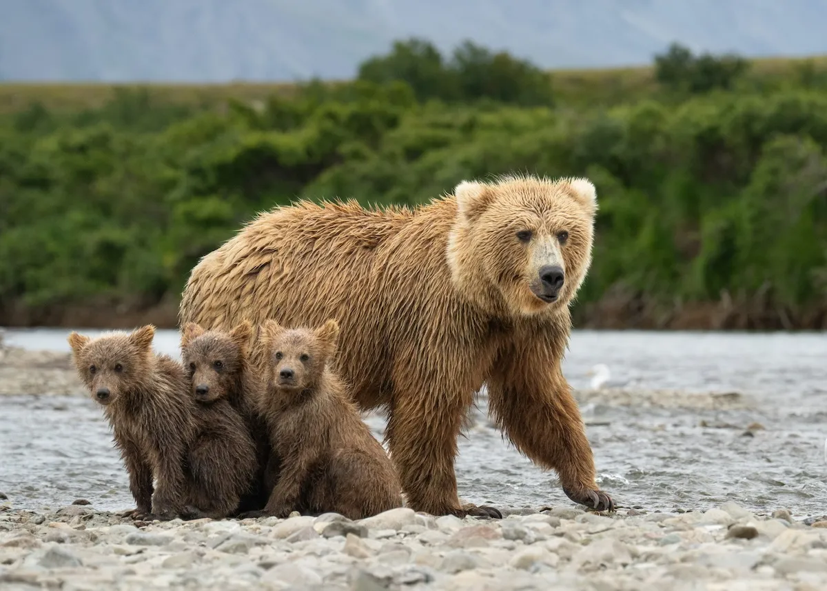 ‘Magic on the Trail’: Grizzly Family Swimming in the Lake (Video)