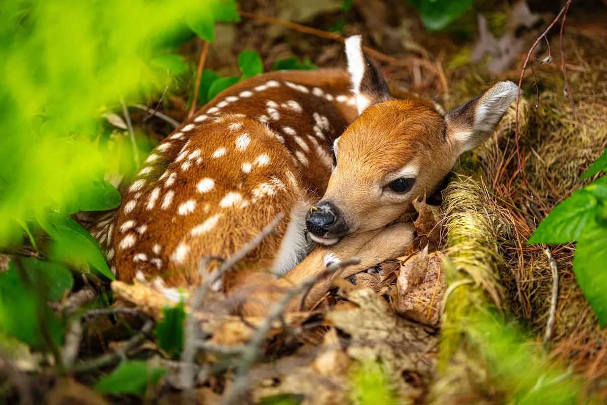 Viral Video: Baby Deer Manages to Hide From Dog in Plain Sight