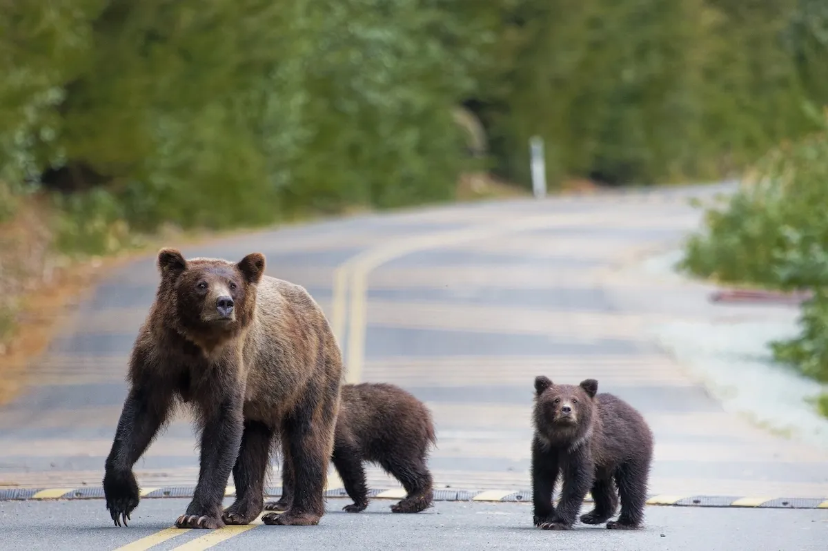 Grizzly Bear Family Crosses Road in Grand Teton National Park