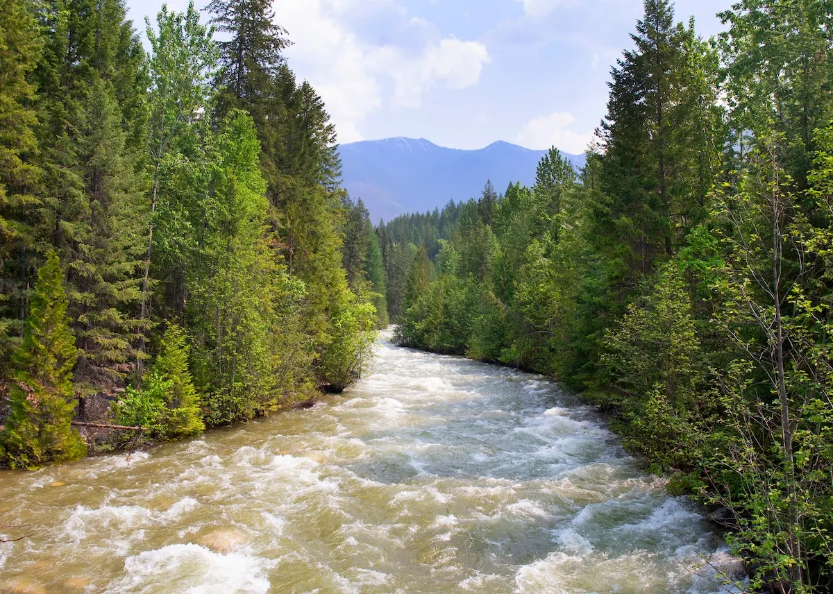 Intense Footage Shows Bear Getting Swept Down River (Video)