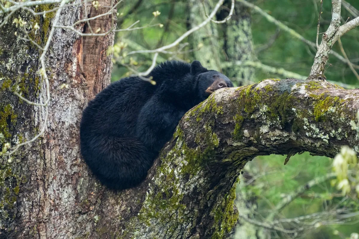 WATCH: Team of Officers Catch Bear Falling From Tree