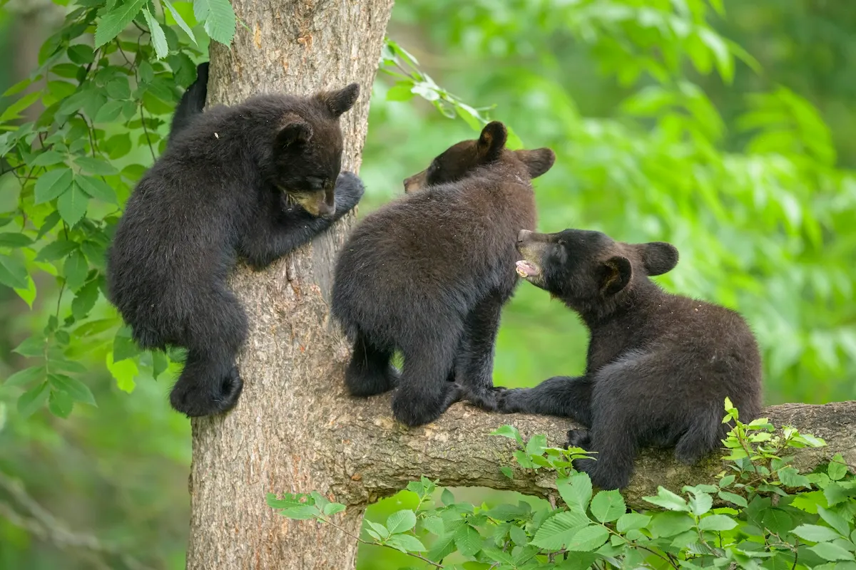 WATCH: Black Bear Family Has a Blast With Hammocks