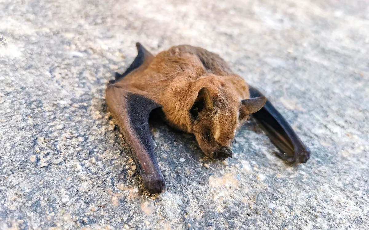 White Sands National Park Seeks Visitor Who Carried Dead Bat