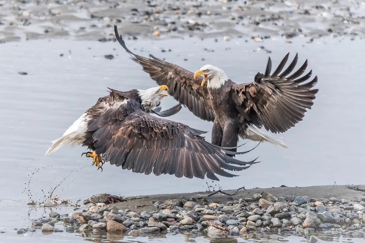 WATCH: Bald Eagles Wrestle in the Street in Vermont