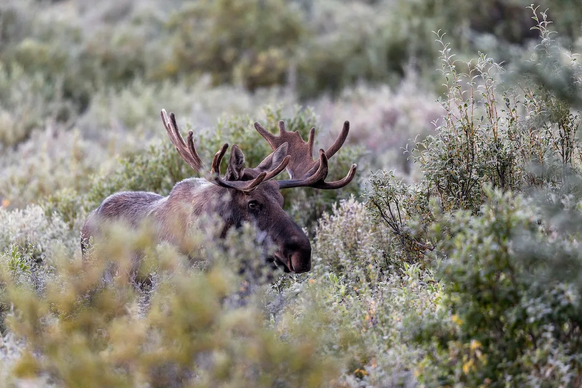 Viral Video: Moose Attacks Dirt Biker on Trail in Canada