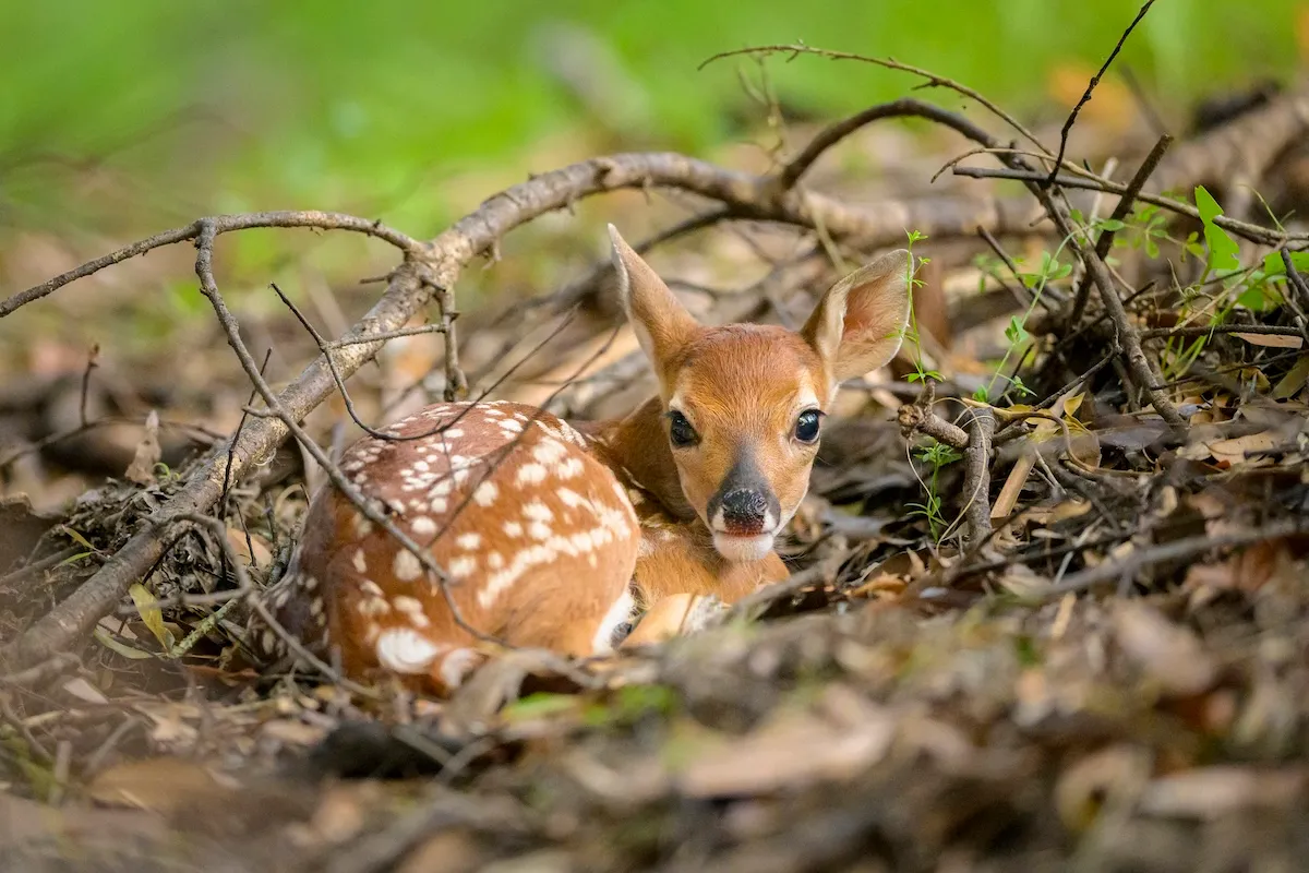 Can You Find the Camouflaged Fawn in This Photo?