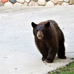 WATCH: Bear Repeatedly Charges at Screen Door in Canada