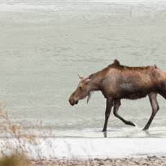 Hiker Stumbles Upon Moose Stuck in Frozen Lake (Video)