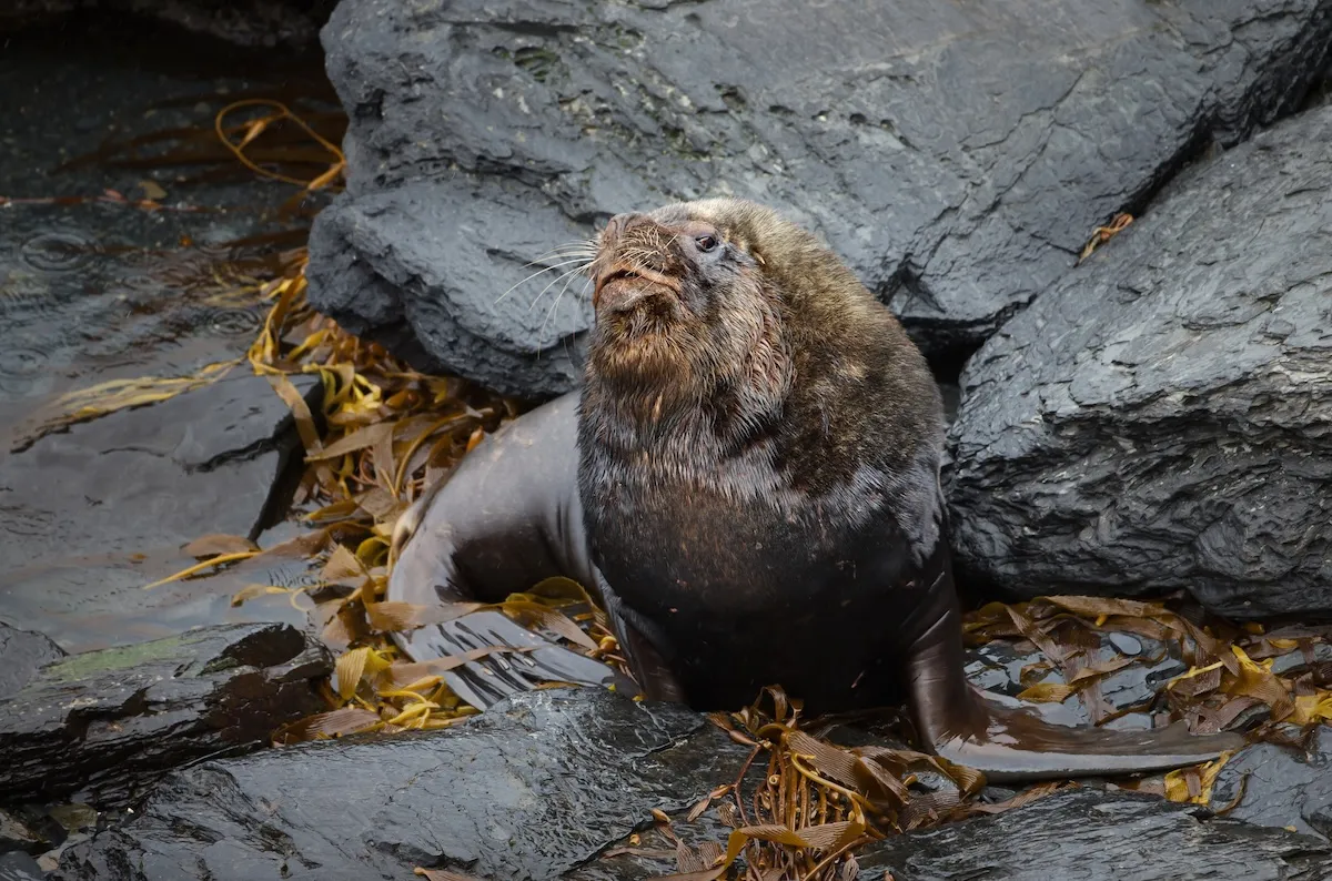 Massive Sea Lion Emerges From Dumpster ‘Like a Giant Slug’
