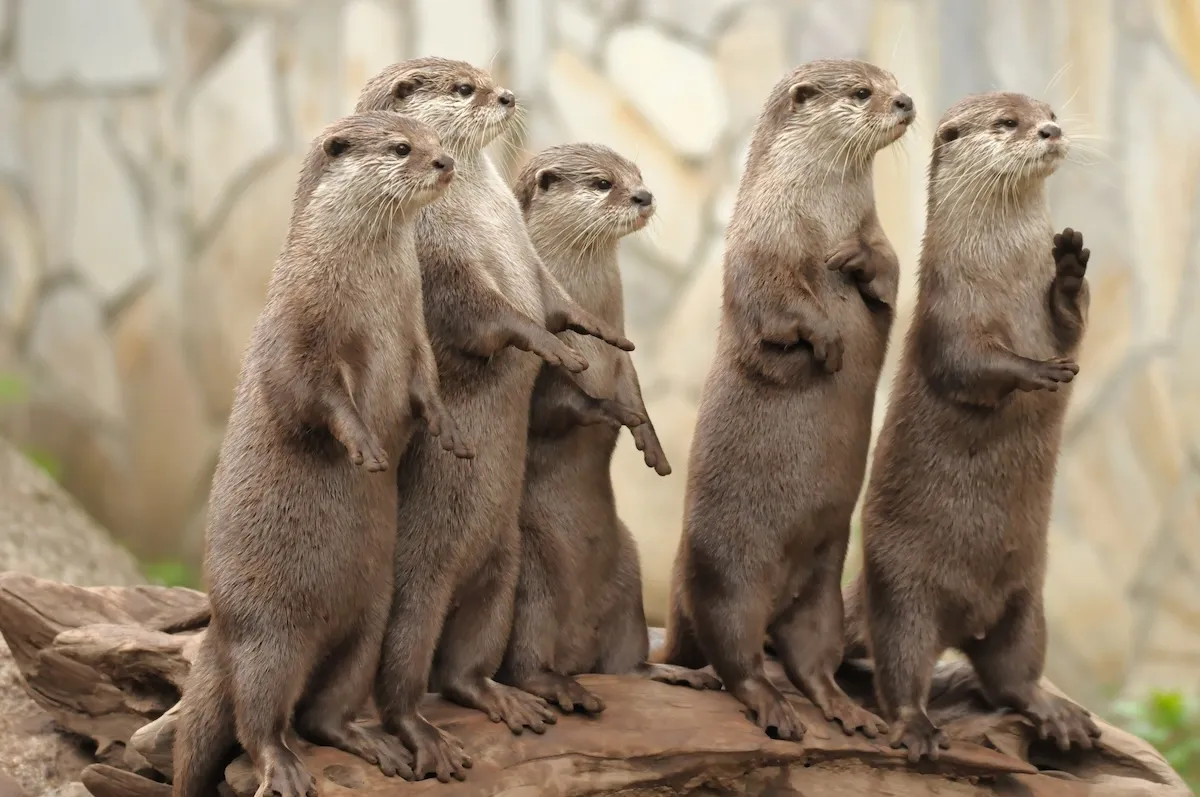 Sound on: Otters Put on Hilarious ‘Rager’ for State-Park Trail Cam