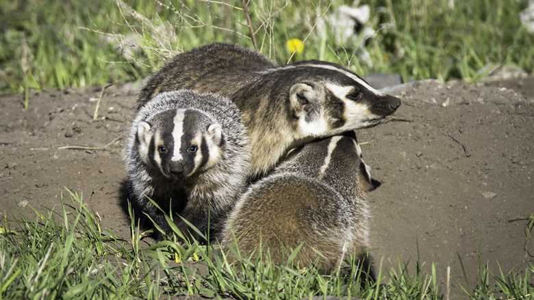 Rare ‘Clan’ of Badgers Hangs out on the Side of Road in California