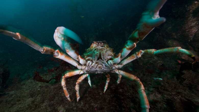 Viral Video: Crab Refuses to Let Fisherman Take Its Friend