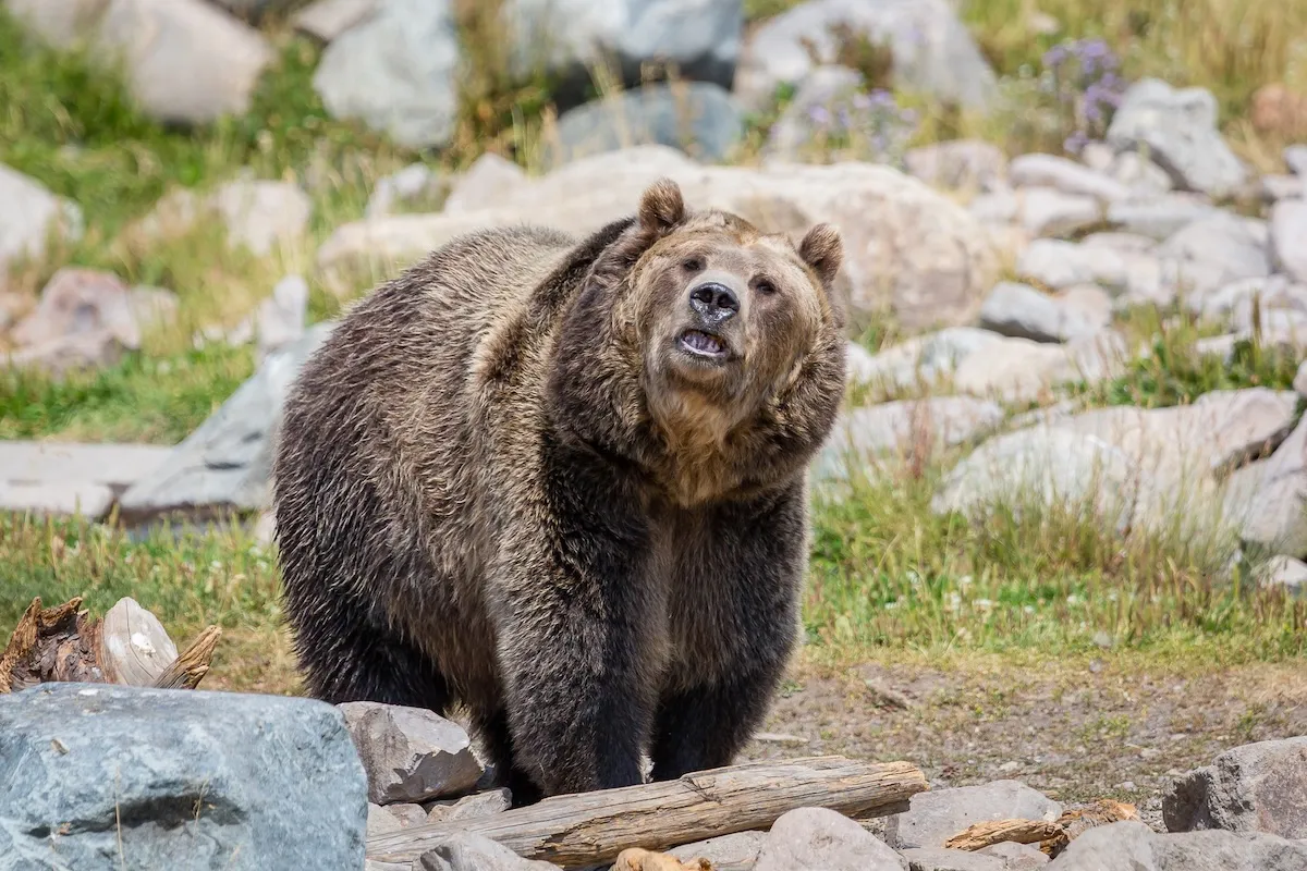 WATCH: Grizzly Bear vs. Crane in Yellowstone National Park