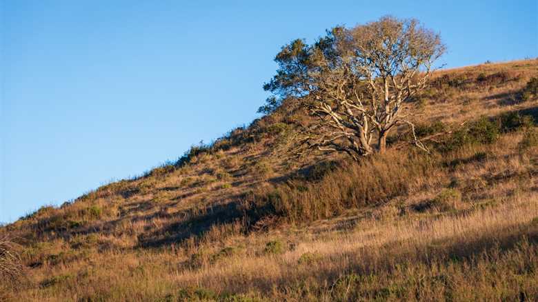 Can You Find the Large Predator Hiding in the Grass?