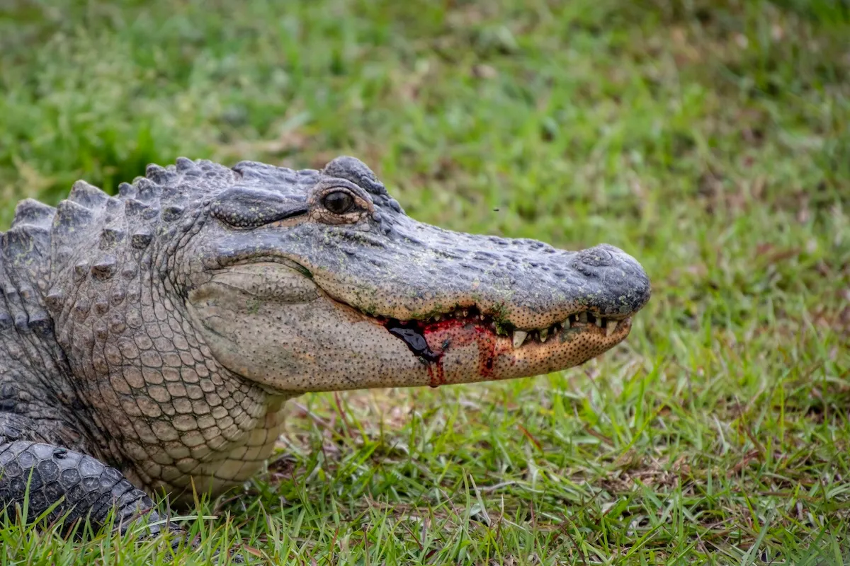 Terrifying Video Shows Moment Gator Grabs Woman by the Arm
