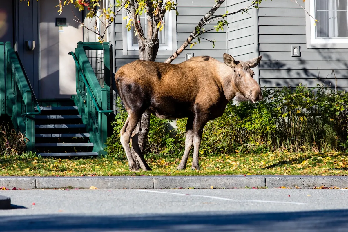 Caught on Security Cam: Moose Plays Tetherball at Cabin