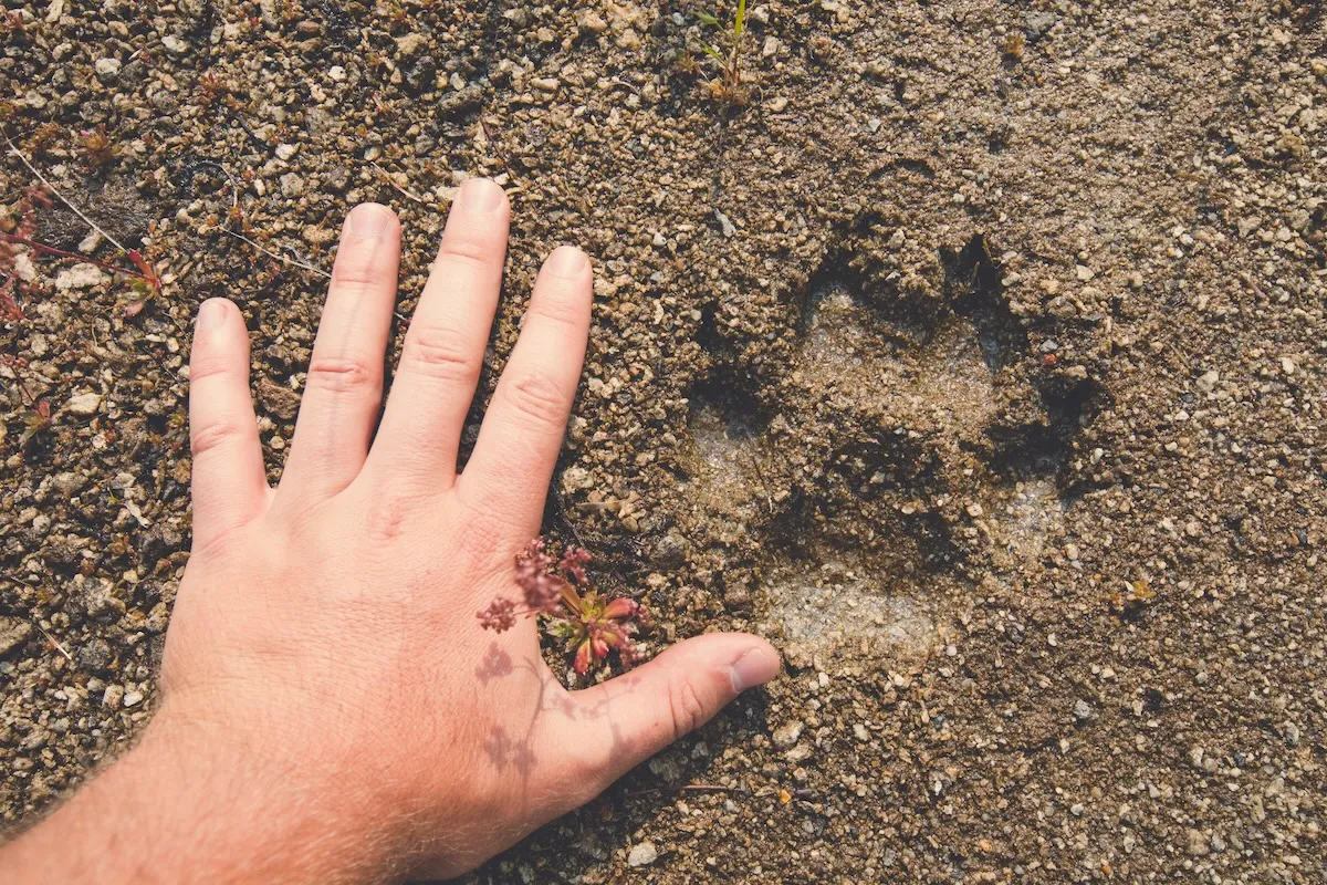 Spot a Mountain Lion on the Trail? Here Are Some Survival Tips