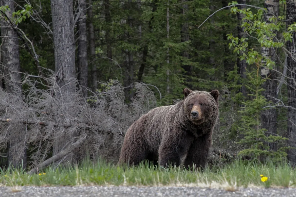 Banff Grizzly ‘The Boss’ Removes Tracking Collar Within a Week