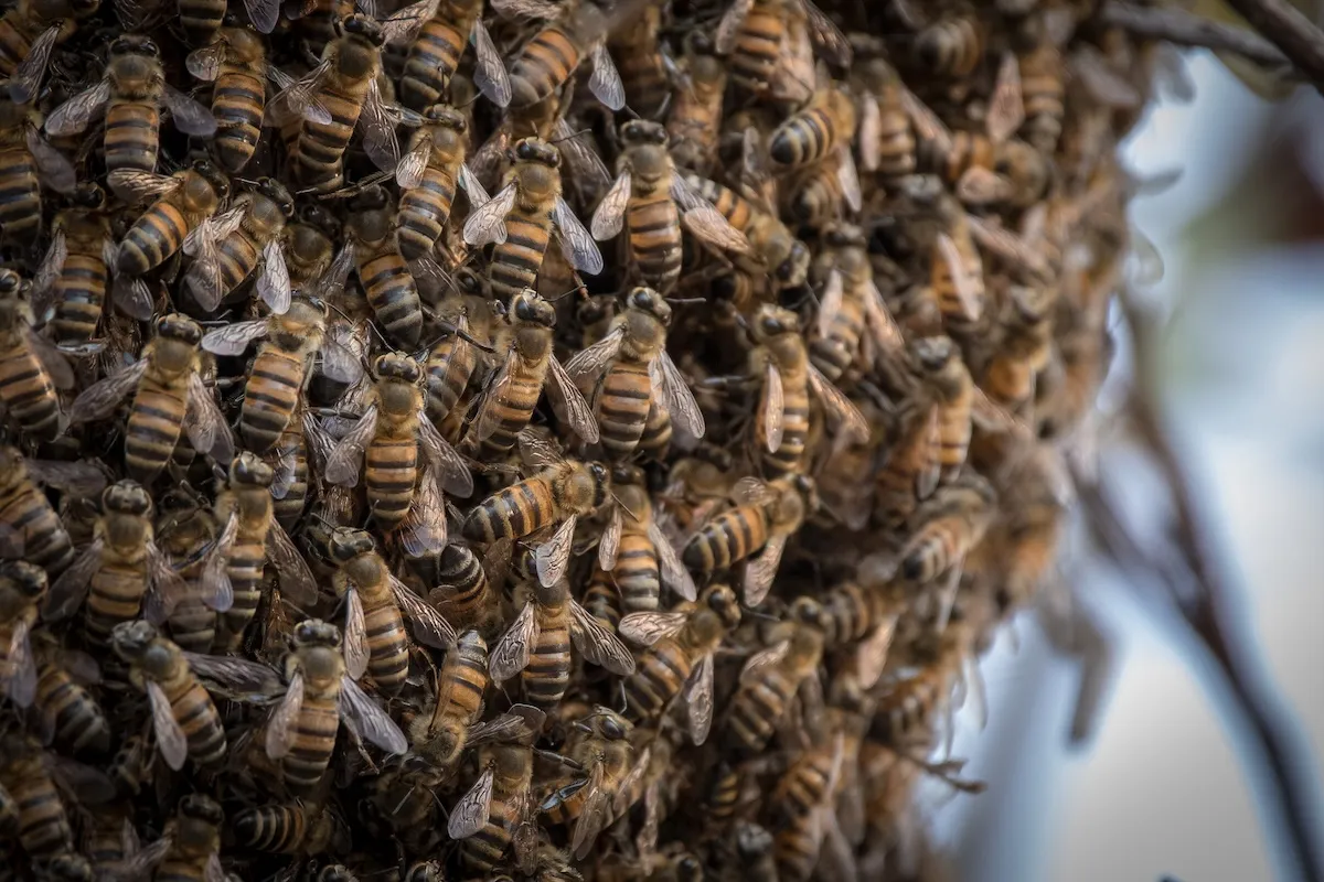 Millions of Bees Escape After Truck Tips in Texas Neighborhood