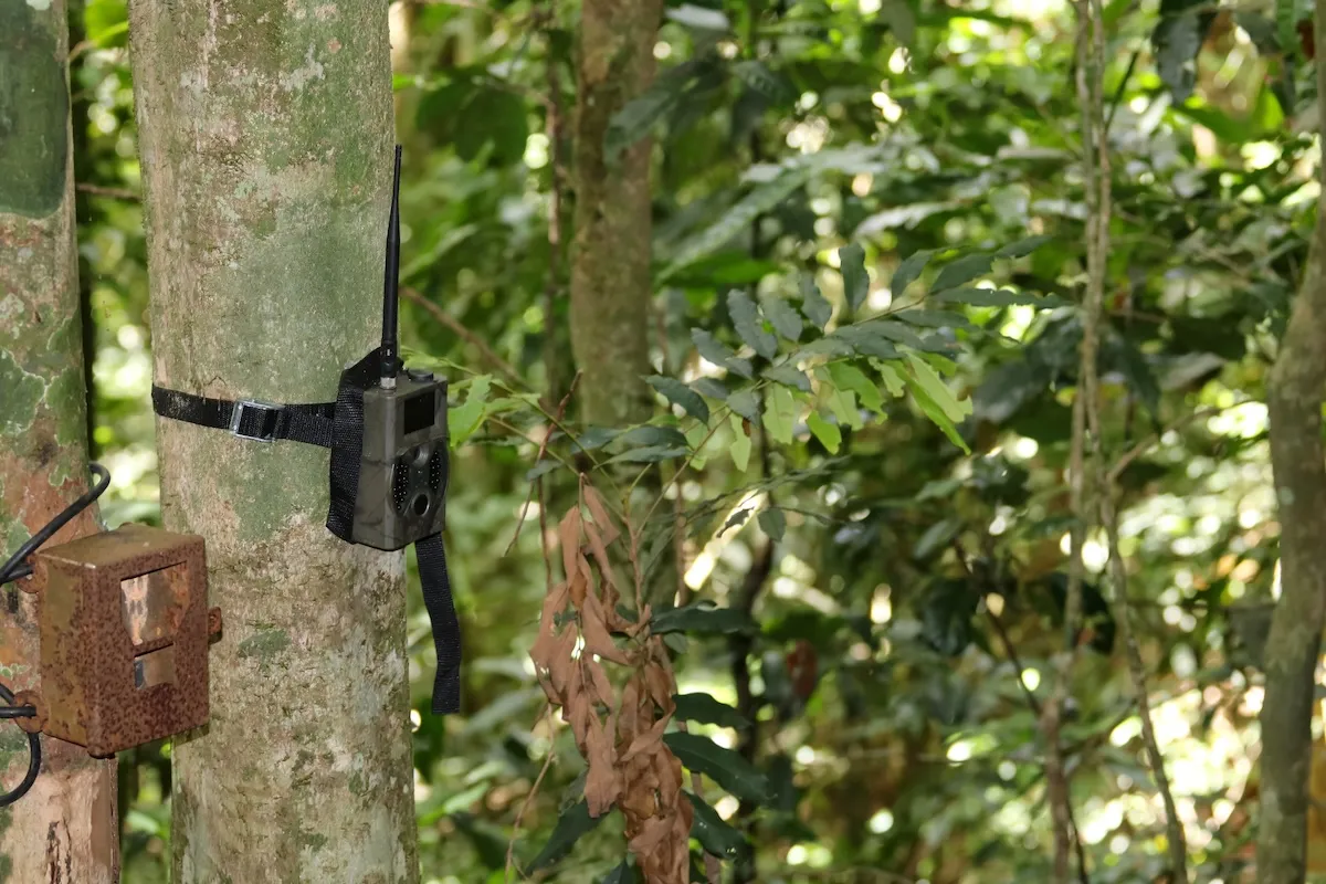 Rare ‘Ghost Dog’ Spotted on Trail Cam in the Amazon