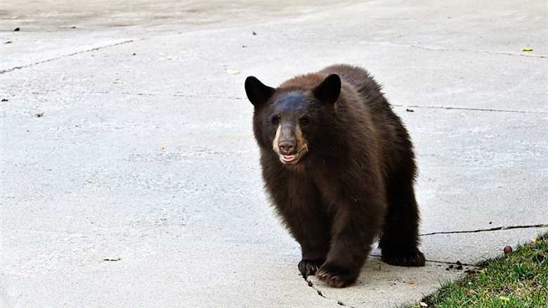 WATCH: Bear Repeatedly Charges at Screen Door in Canada