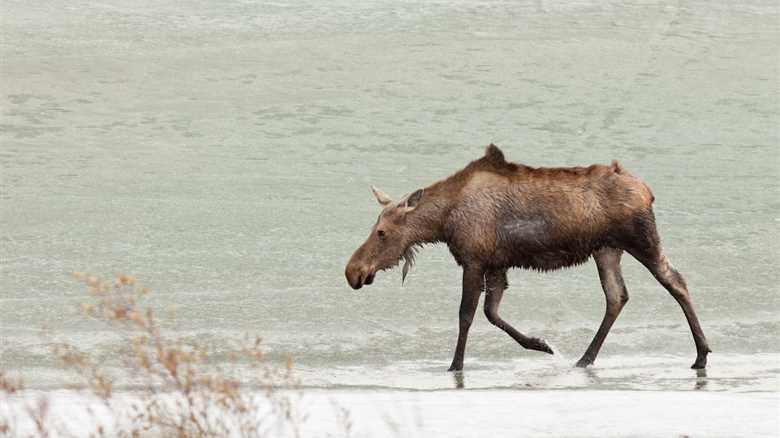 Hiker Stumbles Upon Moose Stuck in Frozen Lake (Video)