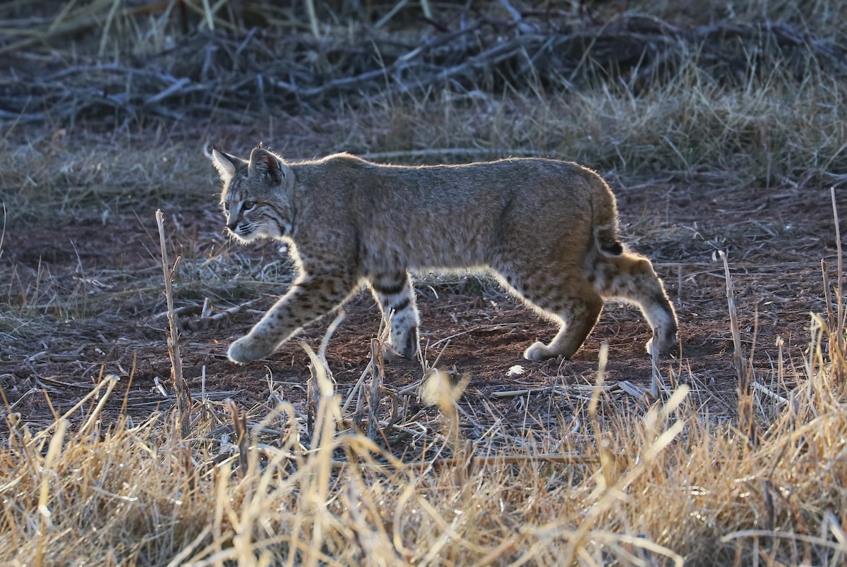 bobcat campground