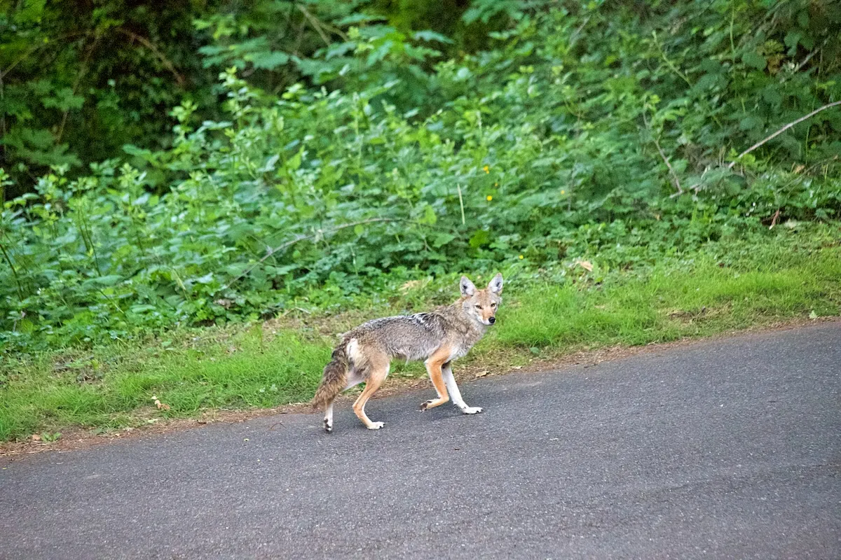 coyote soccer backyard