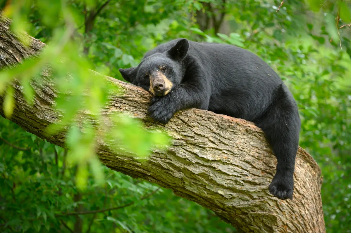 black bear living room