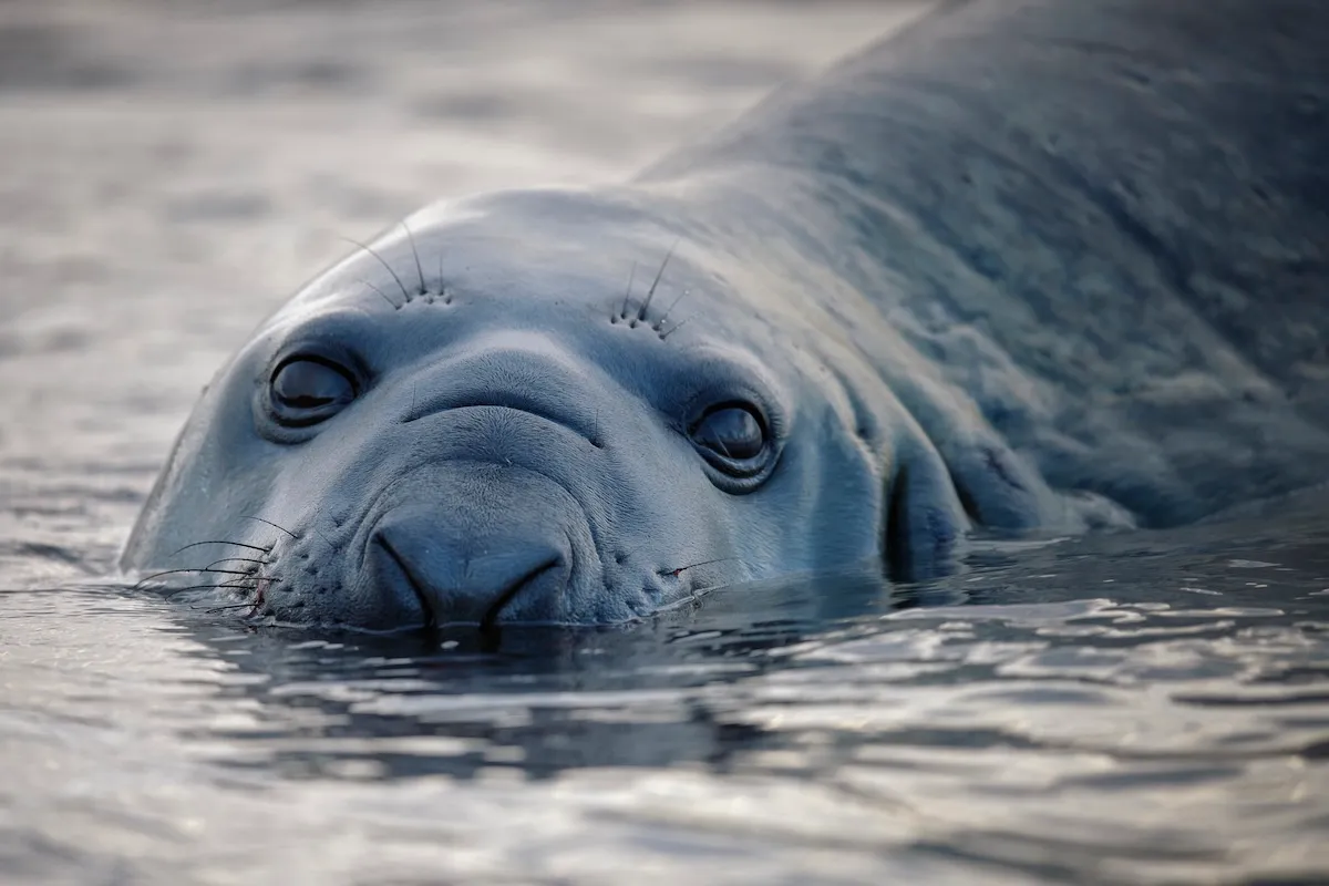 neil the seal
