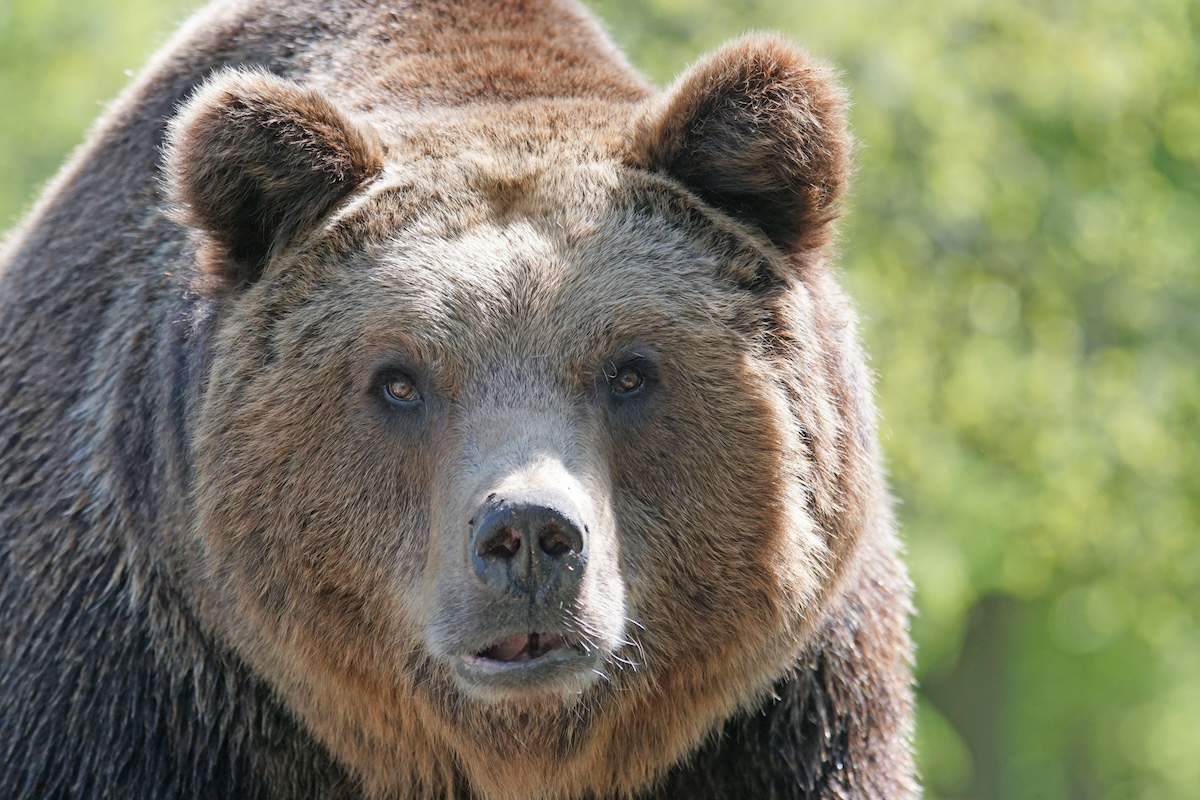 big-headed grizzly trail cam