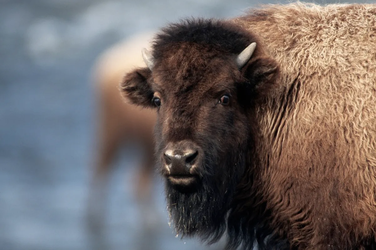 bison pooping cookie