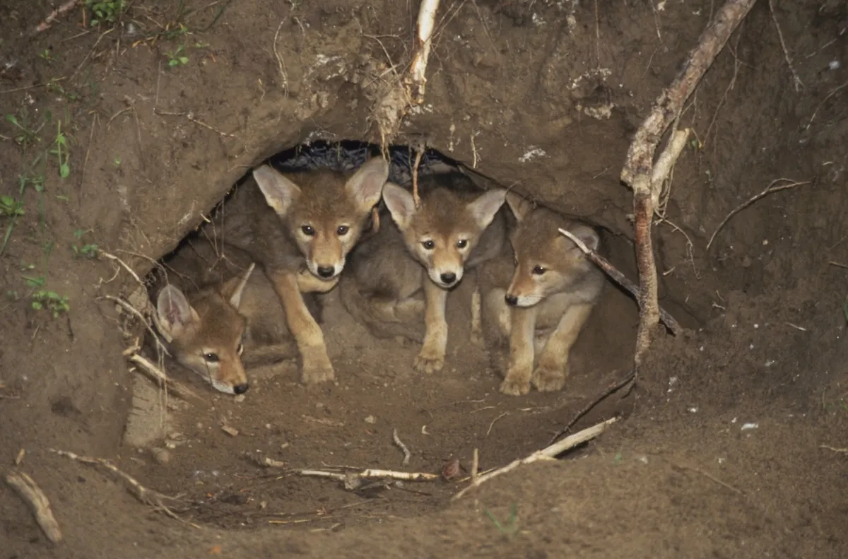 coyote den mobile home