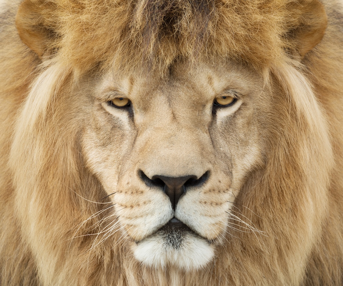 lion mullet