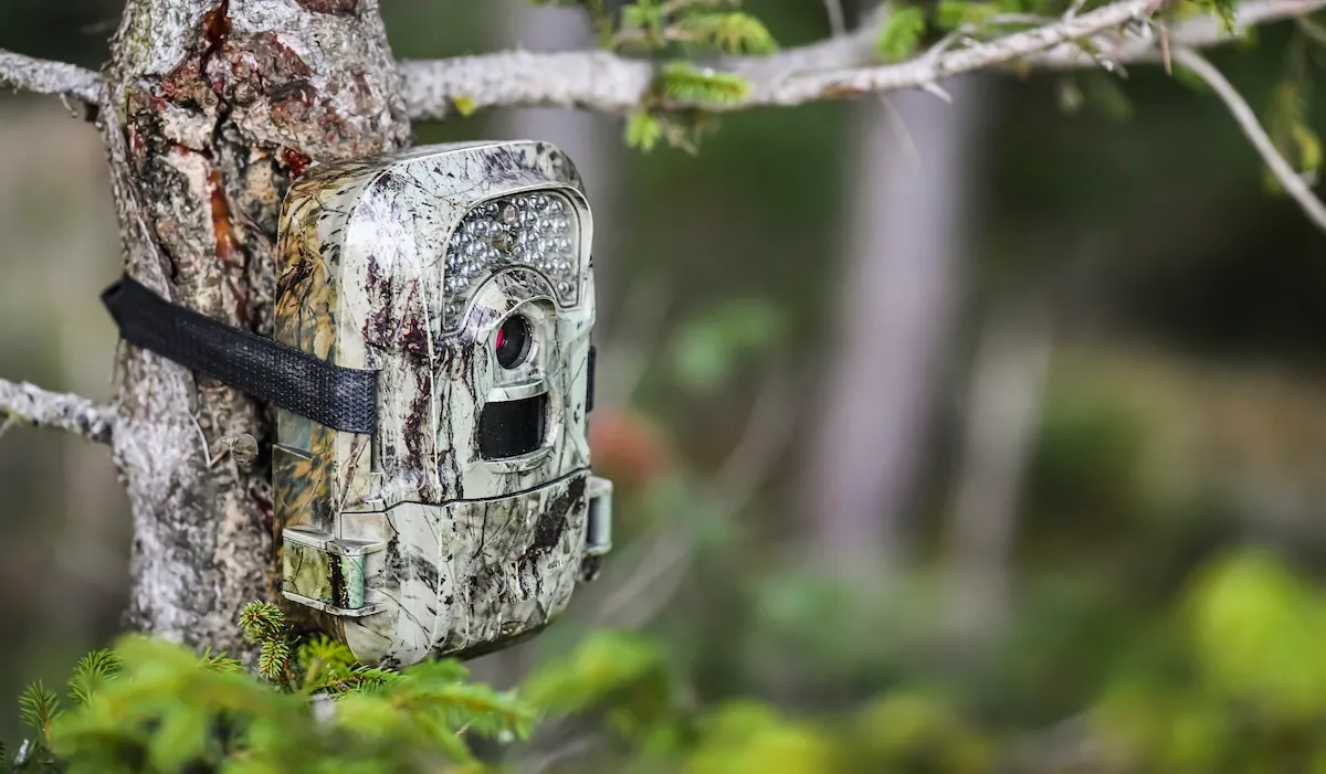 trail cam photos