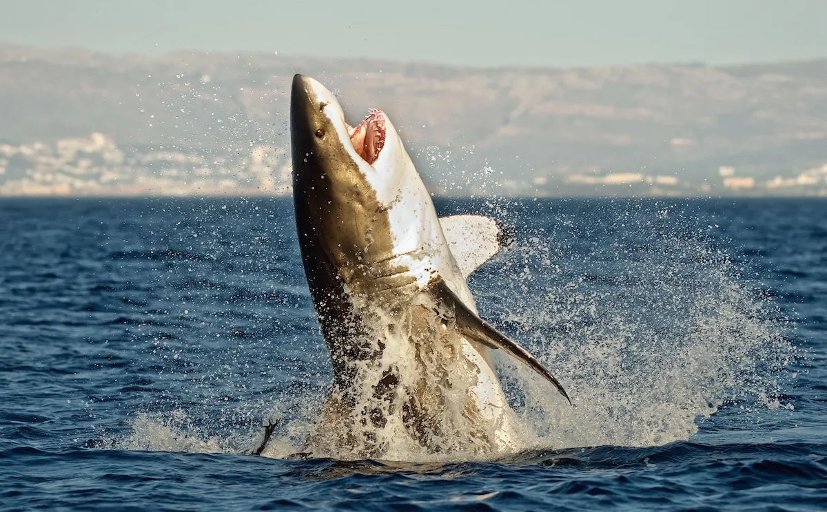 great white shark body boarder