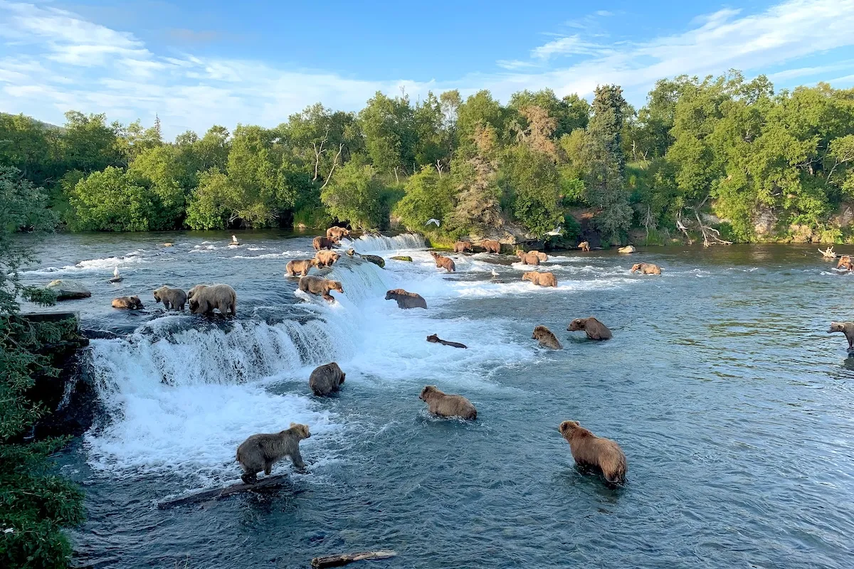 brown bear kills cub brooks falls