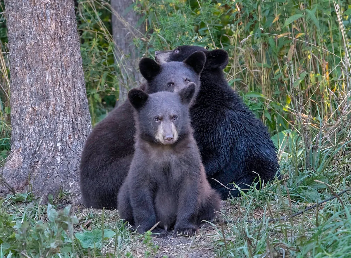 WATCH: Bear Cubs Fight as Mom Looks on in British Columbia