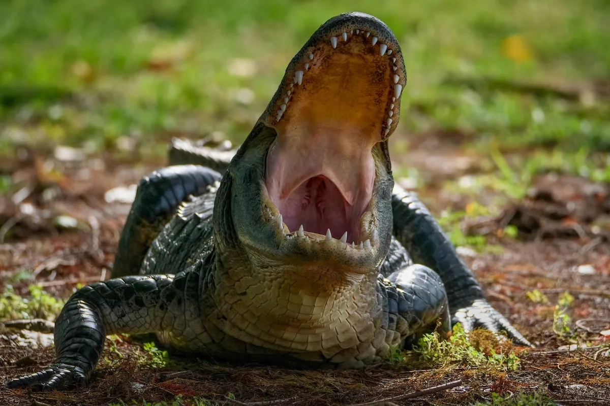 Woman Dies in Horrific Alligator Attack in Florida