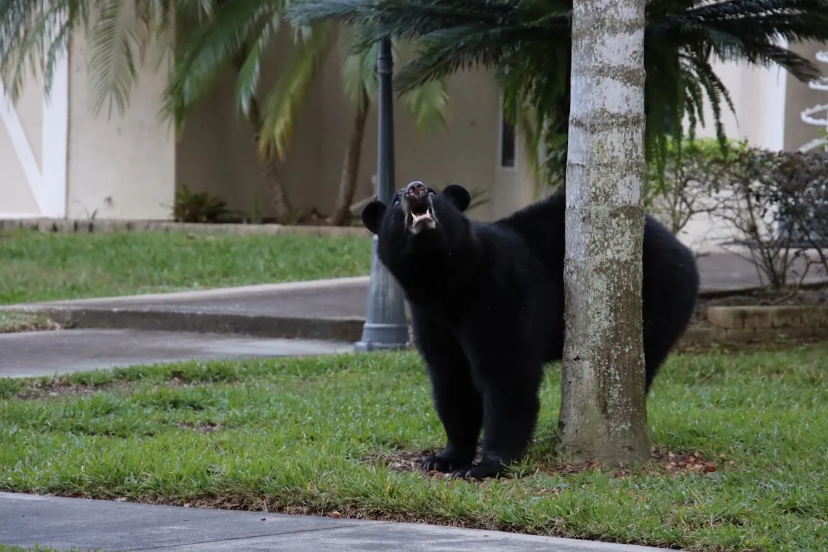 WATCH: Family Dog Protects Child From Charging Bear