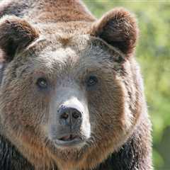 ‘Big-Headed’ Grizzly Bear Makes Appearance on Trail Cam (Video)